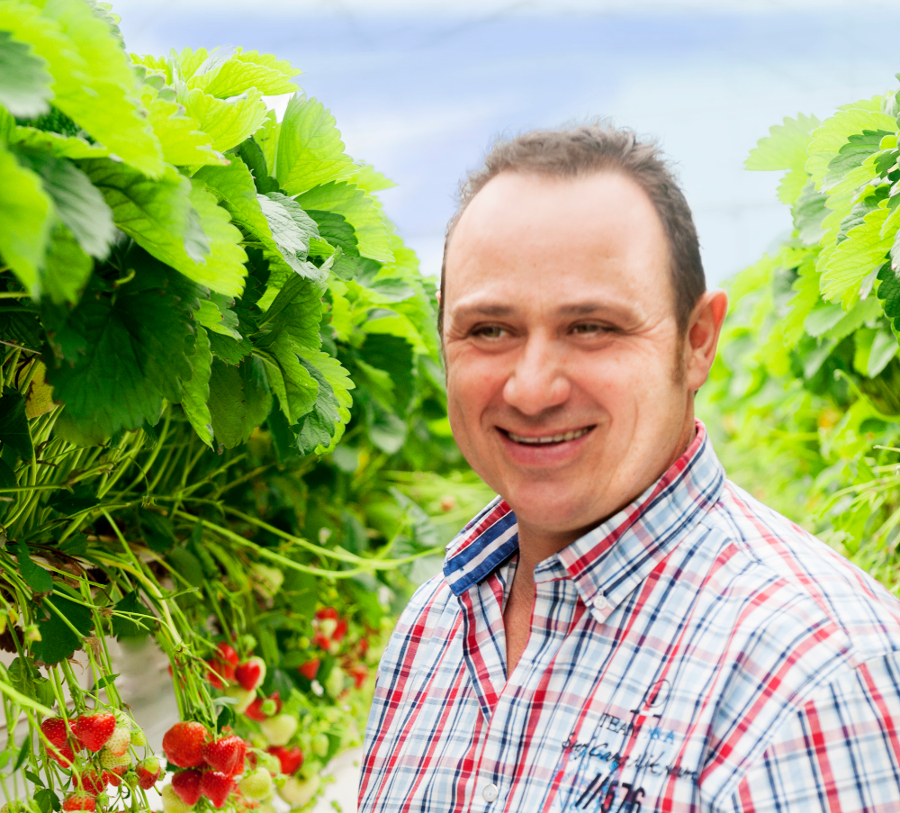SanLucar Meisteranbauer Ralf Hensen erntet leckere SanLucar Erdbeeren im sonnigen Rheinland.