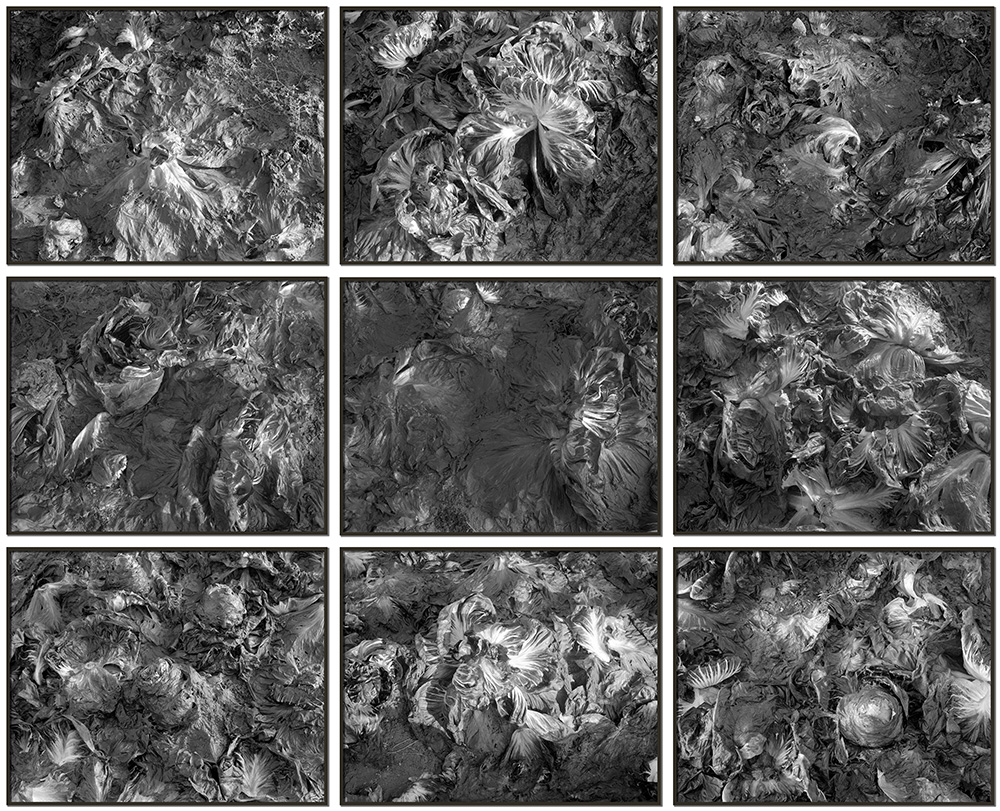 Lukas Hoffmann | Radicchio Rosso I-IX, 2013 |  Silbergelatine-Abzüge