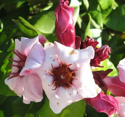 Strophanthin seed Strophanthin seed