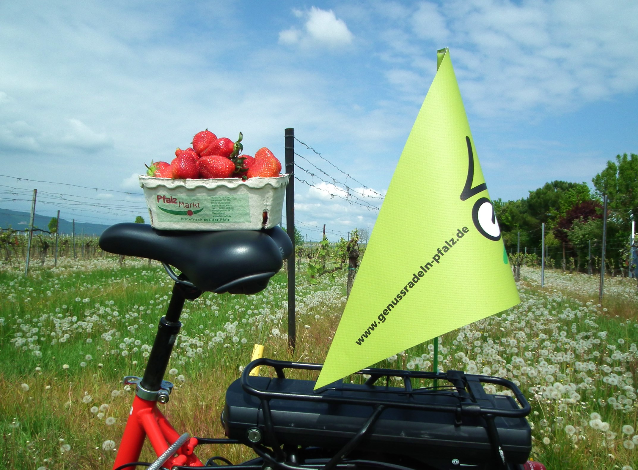 Spargel und Wein bei genussradeln-pfalz Frühlings Radtouren mit Pedelecs genießen Spargel und Wein bei genussradeln-pfalz Frühlings Radtouren mit Pedelecs genießen