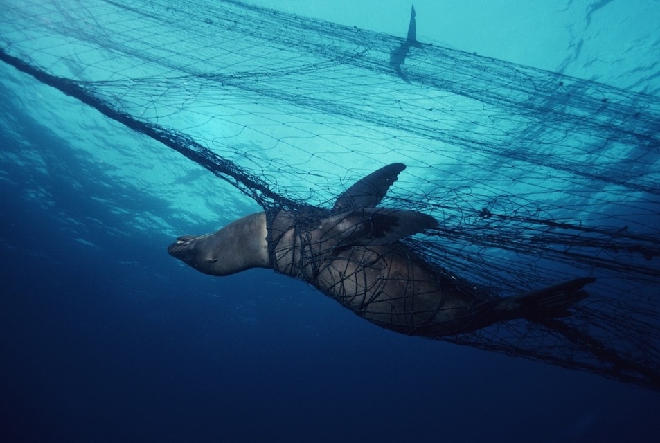 Seelöwe im Fischernetz Seelöwe im Fischernetz