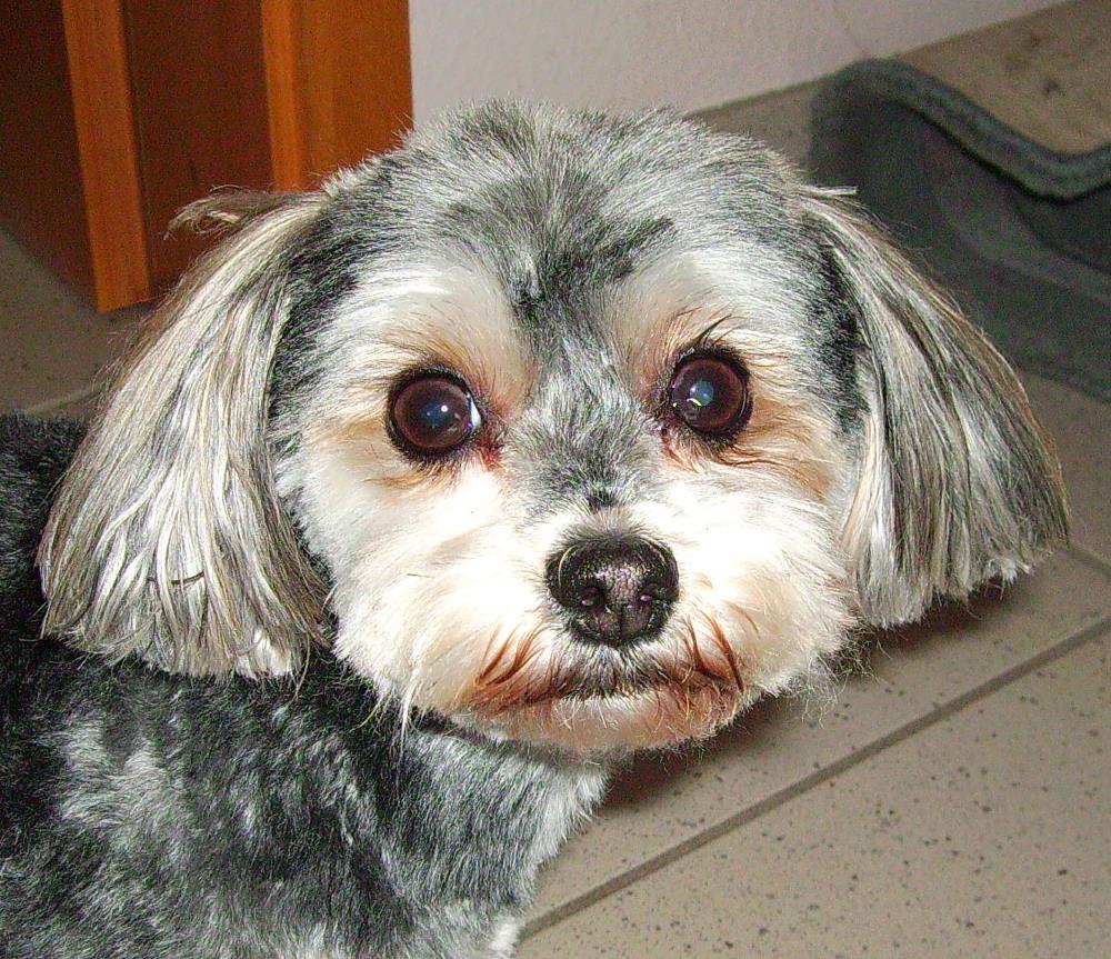 Urlaub mit dem Hund am liebsten im Ferienhaus oder Ferienwohnung Urlaub mit dem Hund am liebsten im Ferienhaus oder Ferienwohnung