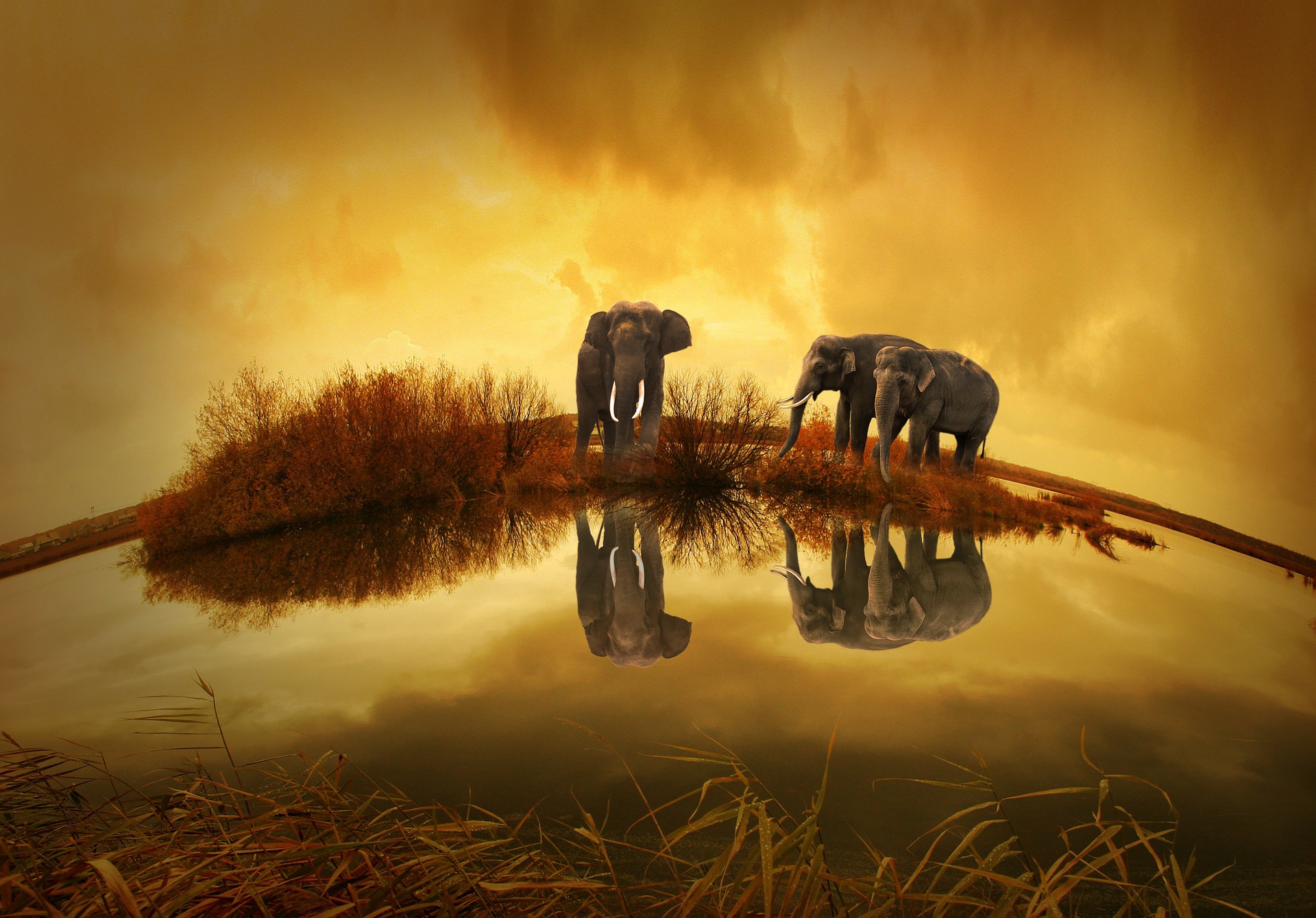 Seien Sie so klug wie ein Elefant und sprechen Sie den thailändischen Markt mit th-domains in Thai a