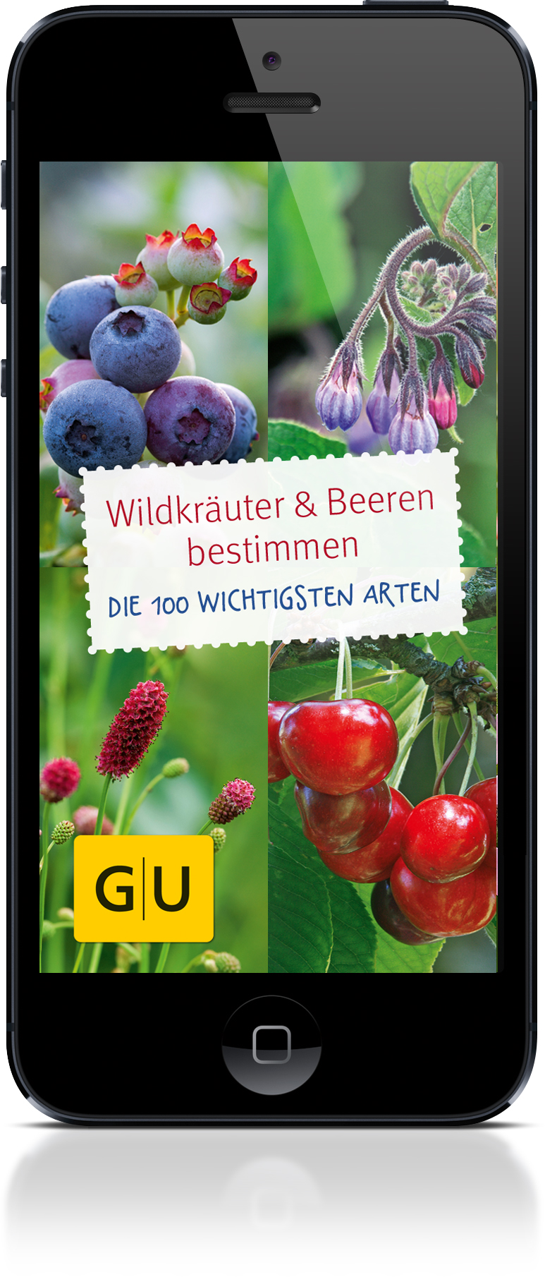 Wildkräuter und Beeren bestimmen Wildkräuter und Beeren bestimmen