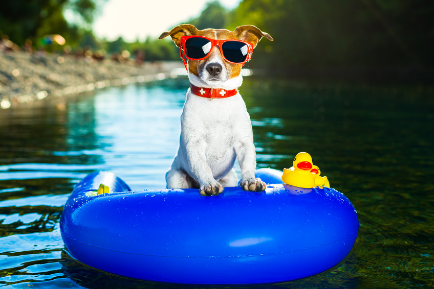 Baden mit Hund im Urlaub muss kein Problem sein. Auf hunde-urlaub.net gibts jetzt die Adressen! Baden mit Hund im Urlaub muss kein Problem sein. Auf hunde-urlaub.net gibts jetzt die Adressen!