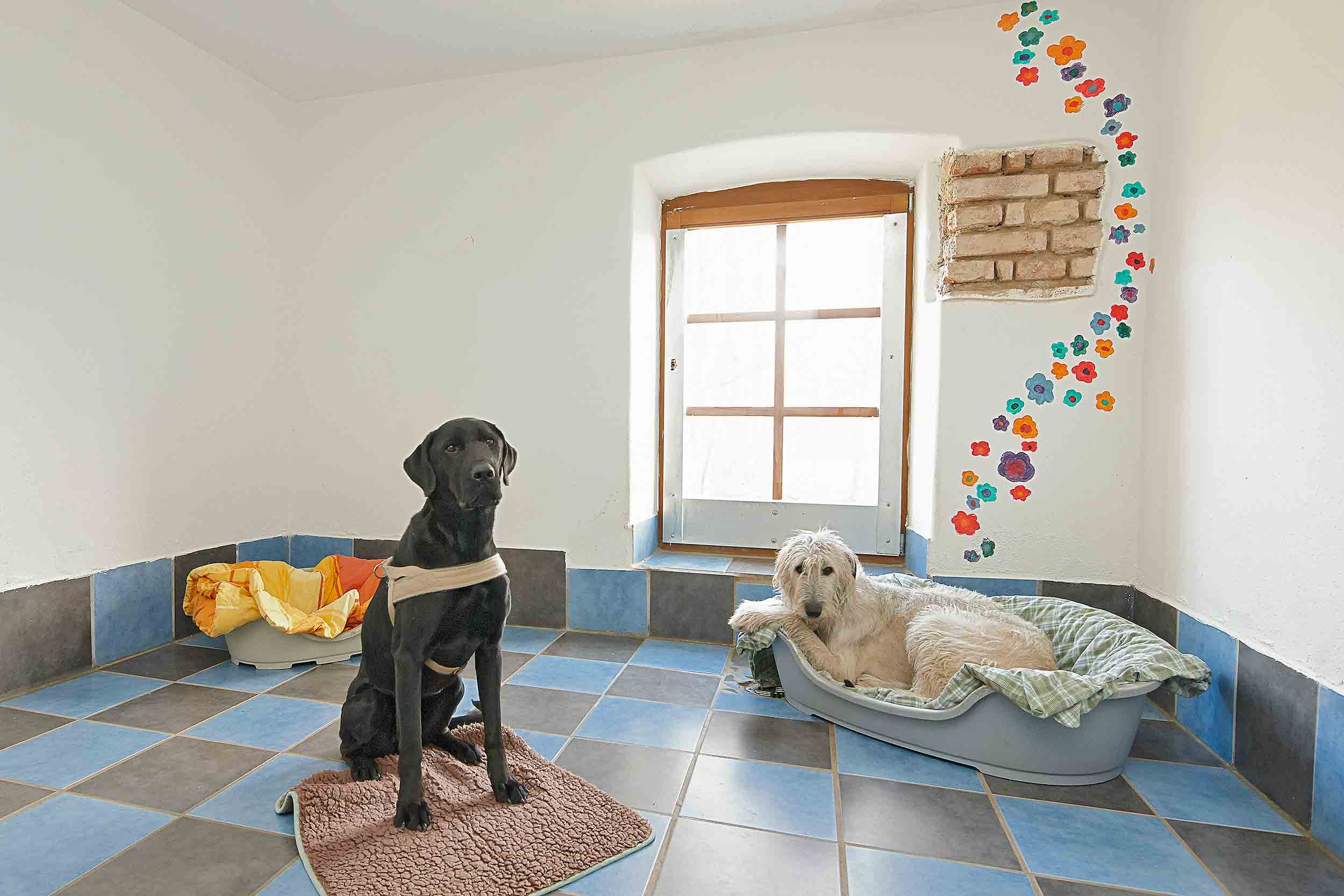 Hundepension Passau, Hundepension Pfarrkirchen, Hundepension Eggenfelden, Hundepension München, Hund
