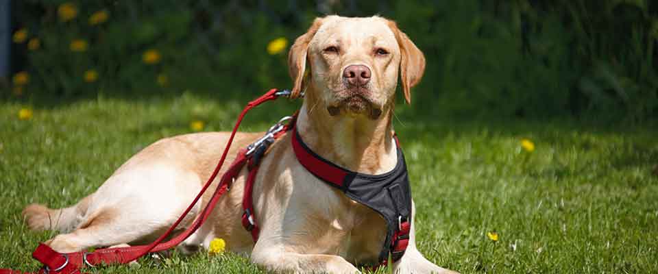 Erfolgreiches Hundetraining bildet die Grundlage unseres umfangreichen und ausgewogenen Kursangebote
