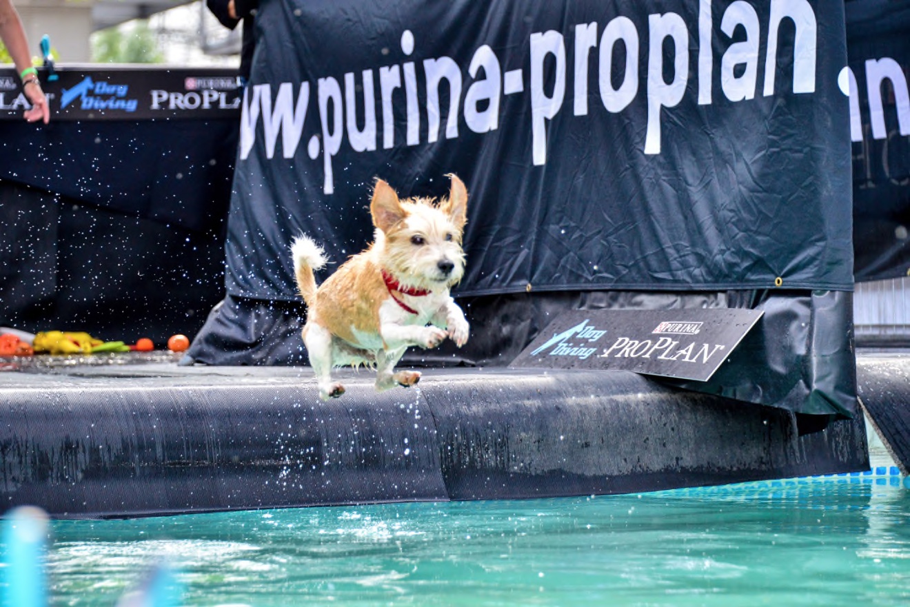 Dog Diving erobert Deutschland