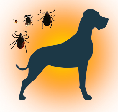 Hund_Zecken Hund_Zecken