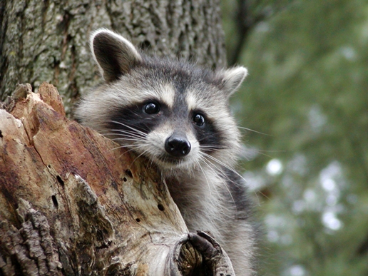 Brandenburgs Jäger fordern stärkere Bejagung des Waschbären - bmt kritisiert das Ignorieren wildbiol Brandenburgs Jäger fordern stärkere Bejagung des Waschbären - bmt kritisiert das Ignorieren wildbiol