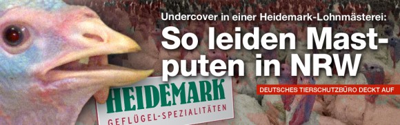 Deutsches Tierschutzbüro deckt auf: So leiden Mastputen in NRW