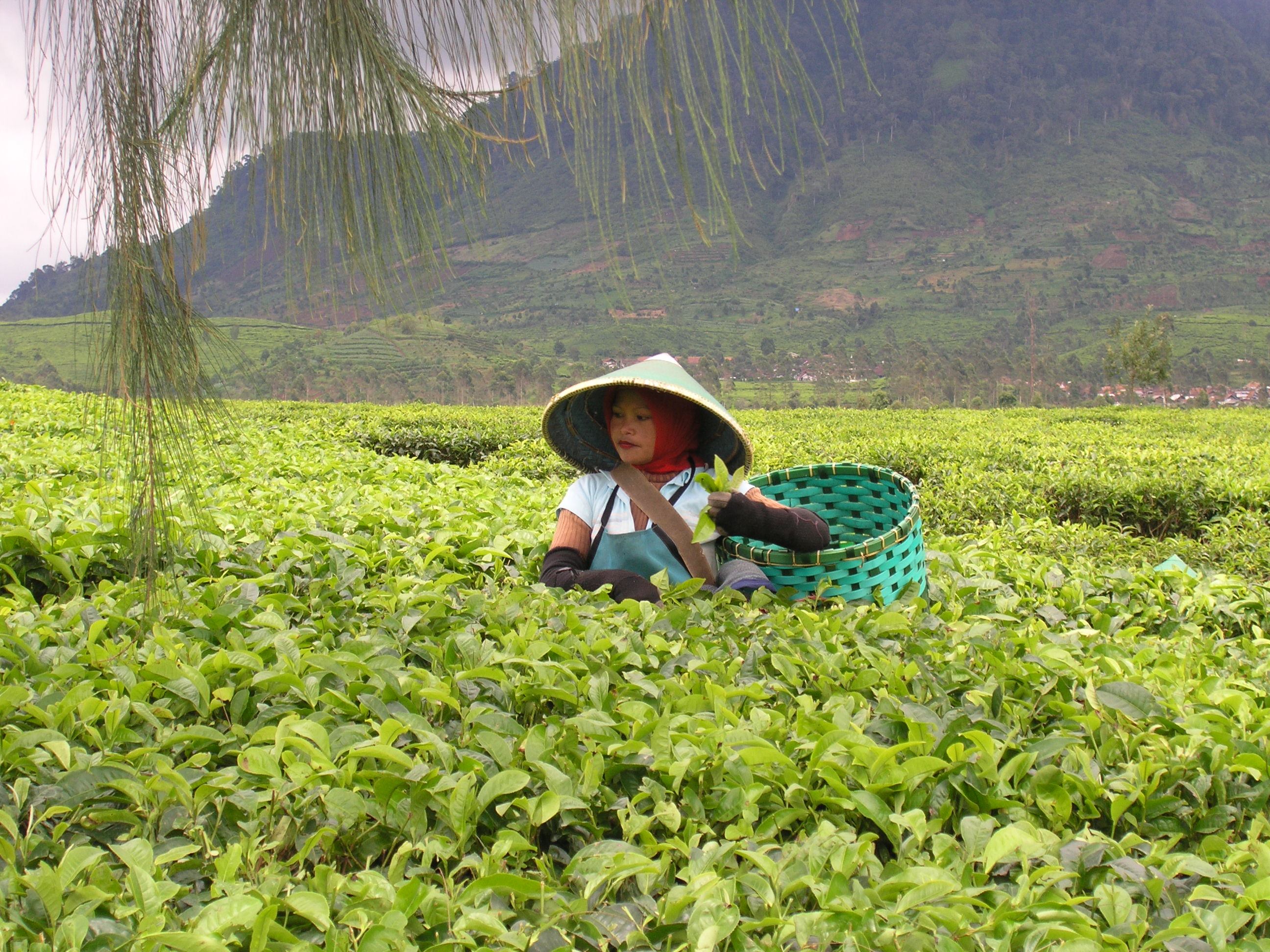 Teepflückerin auf Java, Indonesien