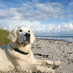 Hund am Strand in Dänemark Hund am Strand in Dänemark