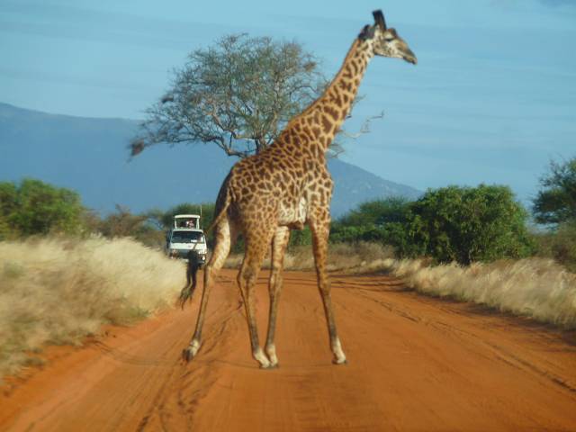 Jeep Safaris in Kenia mit Umbrella Safaris Kenia Jeep Safaris in Kenia mit Umbrella Safaris Kenia