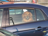 Hunden droht im Auto der Hitzetod