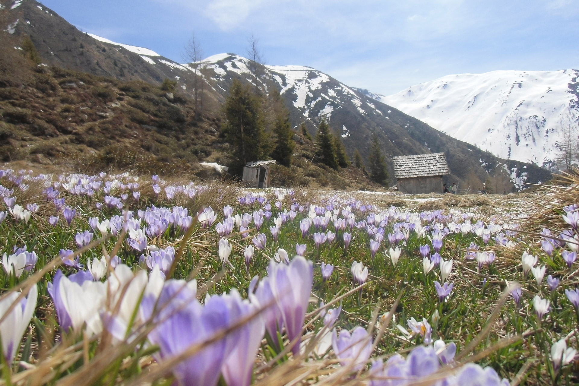 Krokusblüte bei der Tiefrastenhütte Krokusblüte bei der Tiefrastenhütte