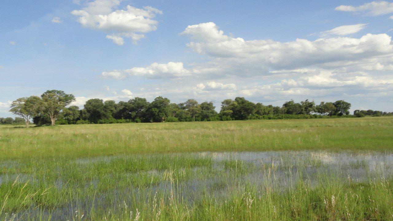 In dieser Waldinsel im Schwemmgebiet des Kwando entsteht die Nambwa Lodge