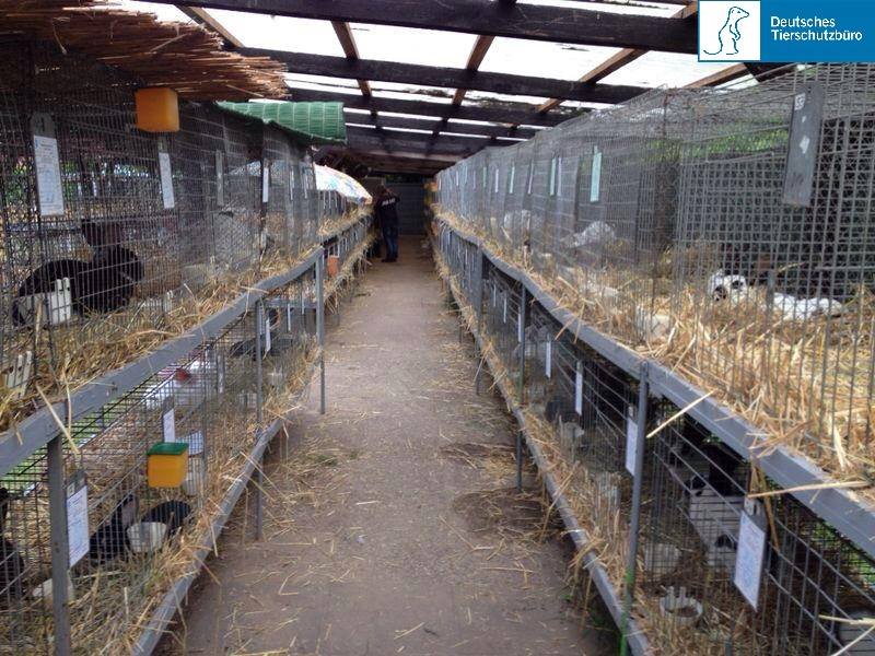 Deutsches Tierschutzbüro deckt auf: Tierquälerei bei Berlins größter Kleintierausstellung - Anzeige Deutsches Tierschutzbüro deckt auf: Tierquälerei bei Berlins größter Kleintierausstellung - Anzeige