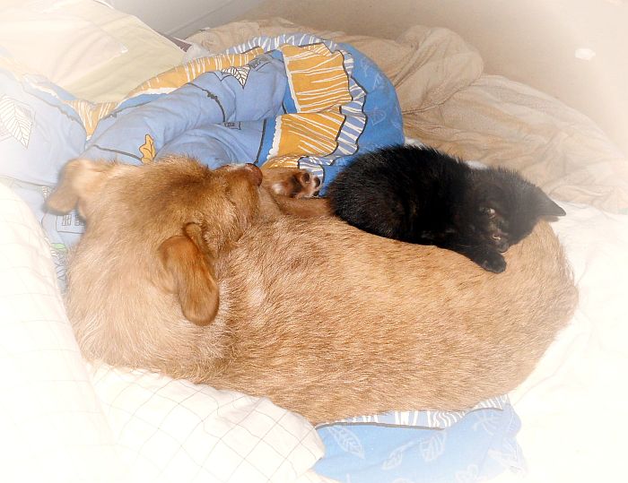 Krafttiere und deren Bedeutung