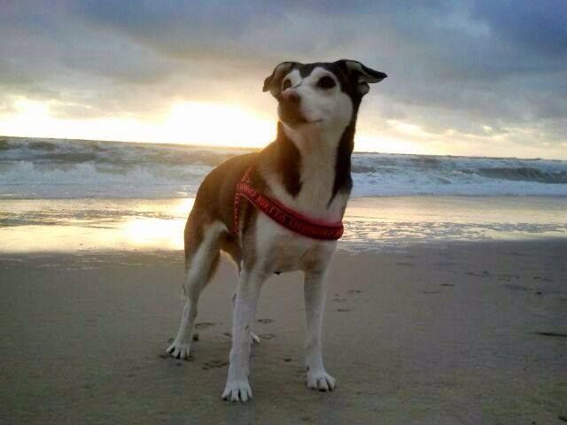 Beim Urlaub mit Hund Vorschriften beachten Beim Urlaub mit Hund Vorschriften beachten