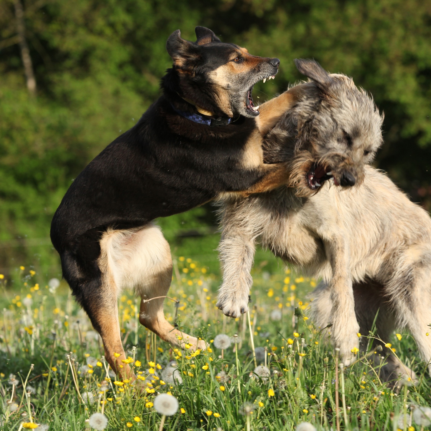 Beißerei unter Hunden Beißerei unter Hunden