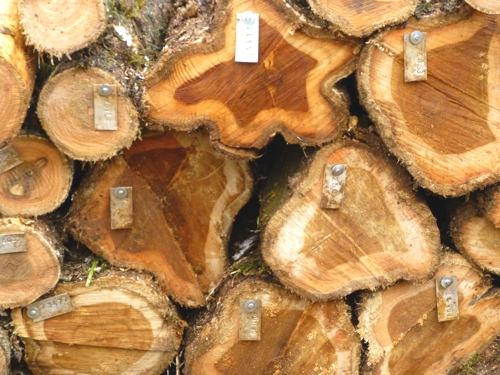 Ausgeforstete 10-jährige Teakbäume auf der Life Forestry Plantage La Aldea (Costa Rica). Bild: Life Ausgeforstete 10-jährige Teakbäume auf der Life Forestry Plantage La Aldea (Costa Rica). Bild: Life