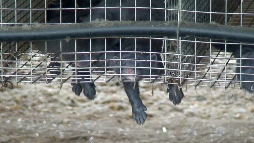 Tierschutzbüro: Anzeige gegen Nerzfarmen erstattet -Sommerhitze verursacht Tierleid auf Pelztierfarm
