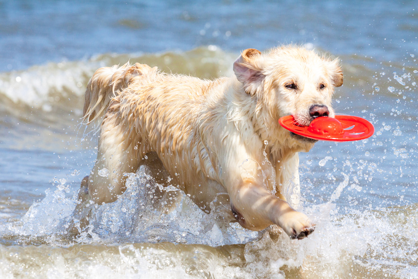 Urlaub mit Hund am Meer: So wird er auch für den Vierbeiner zum Vergnügen! Urlaub mit Hund am Meer: So wird er auch für den Vierbeiner zum Vergnügen!
