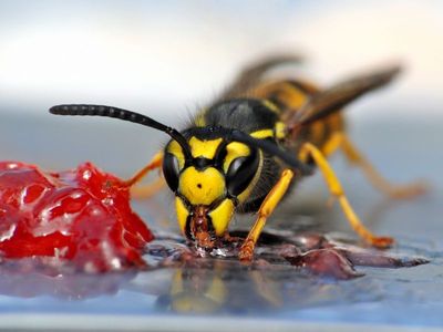 Eine Futterstelle mit Marmelade hält die Wespen auf Abstand.