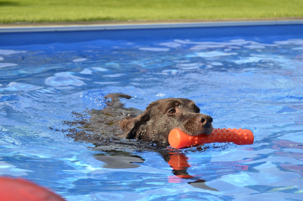 Schwimmen bereitet den meisten Hunden nicht nur viel Freude, sondern ist  auch gesund.