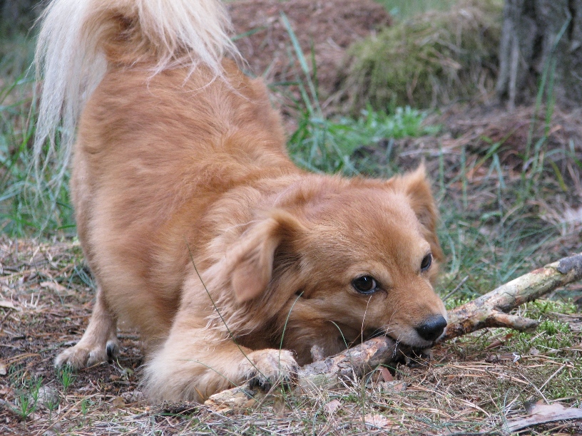 Deutsche Tierschutzbüro e.V. warnt: Stöckchenspiel mit dem Hund kann tödlich enden Deutsche Tierschutzbüro e.V. warnt: Stöckchenspiel mit dem Hund kann tödlich enden