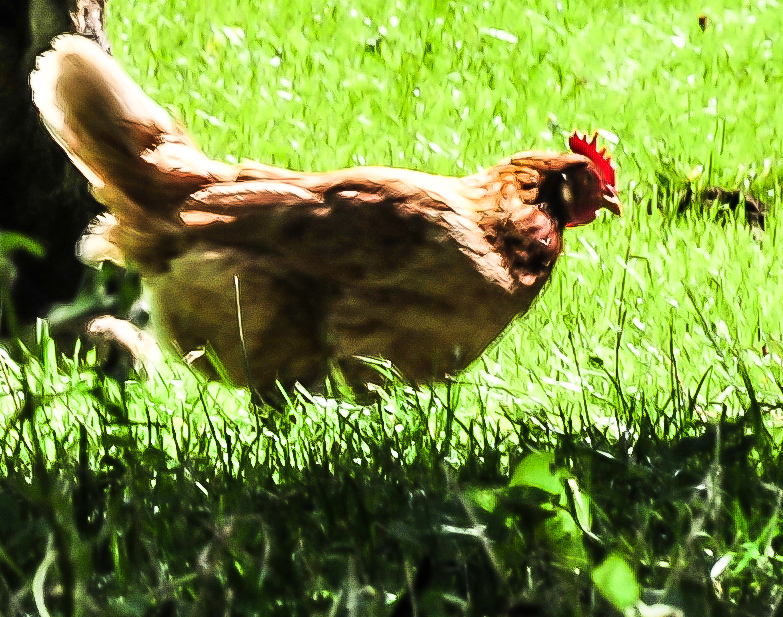 Das Südtiroler Qualitätszeichen tragen nur Eier von der Freiland oder biologischer Haltung. Das Südtiroler Qualitätszeichen tragen nur Eier von der Freiland oder biologischer Haltung.