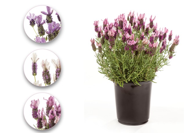 Neu: Schopflavendel Lavandula stoechas 