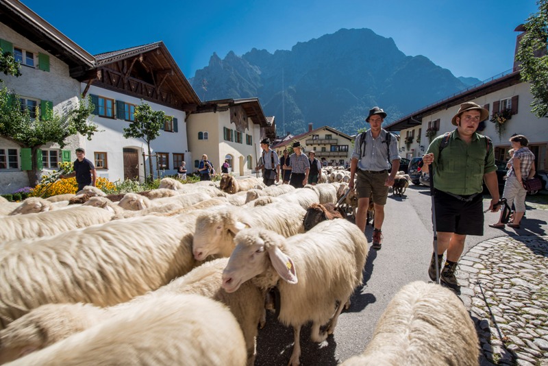 Almabtrieb der Schafe in der Alpenwelt Karwendel Almabtrieb der Schafe in der Alpenwelt Karwendel