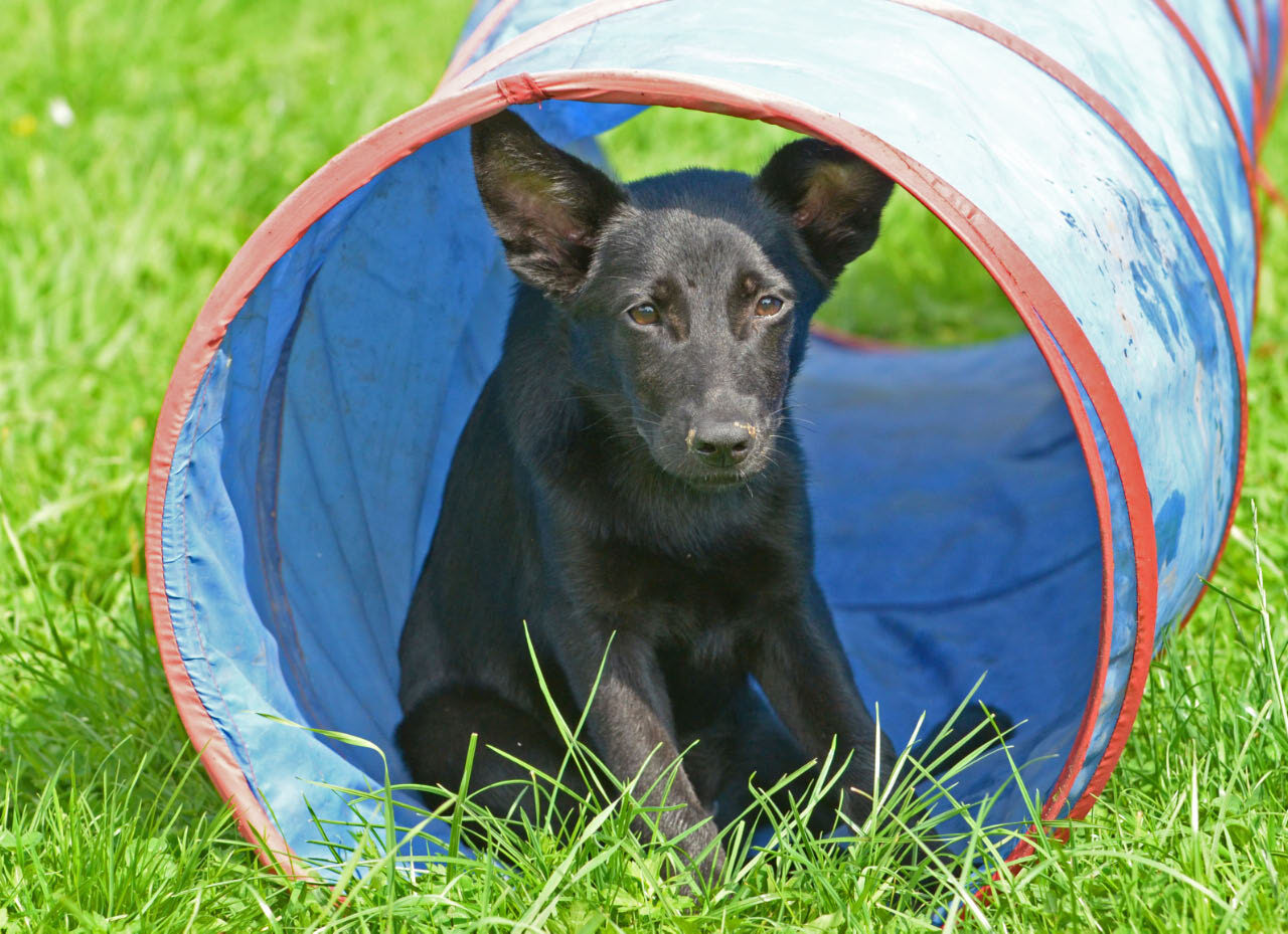 Wer mit dem Hund draußen spielt tut etwas für seine Gesundheit Wer mit dem Hund draußen spielt tut etwas für seine Gesundheit