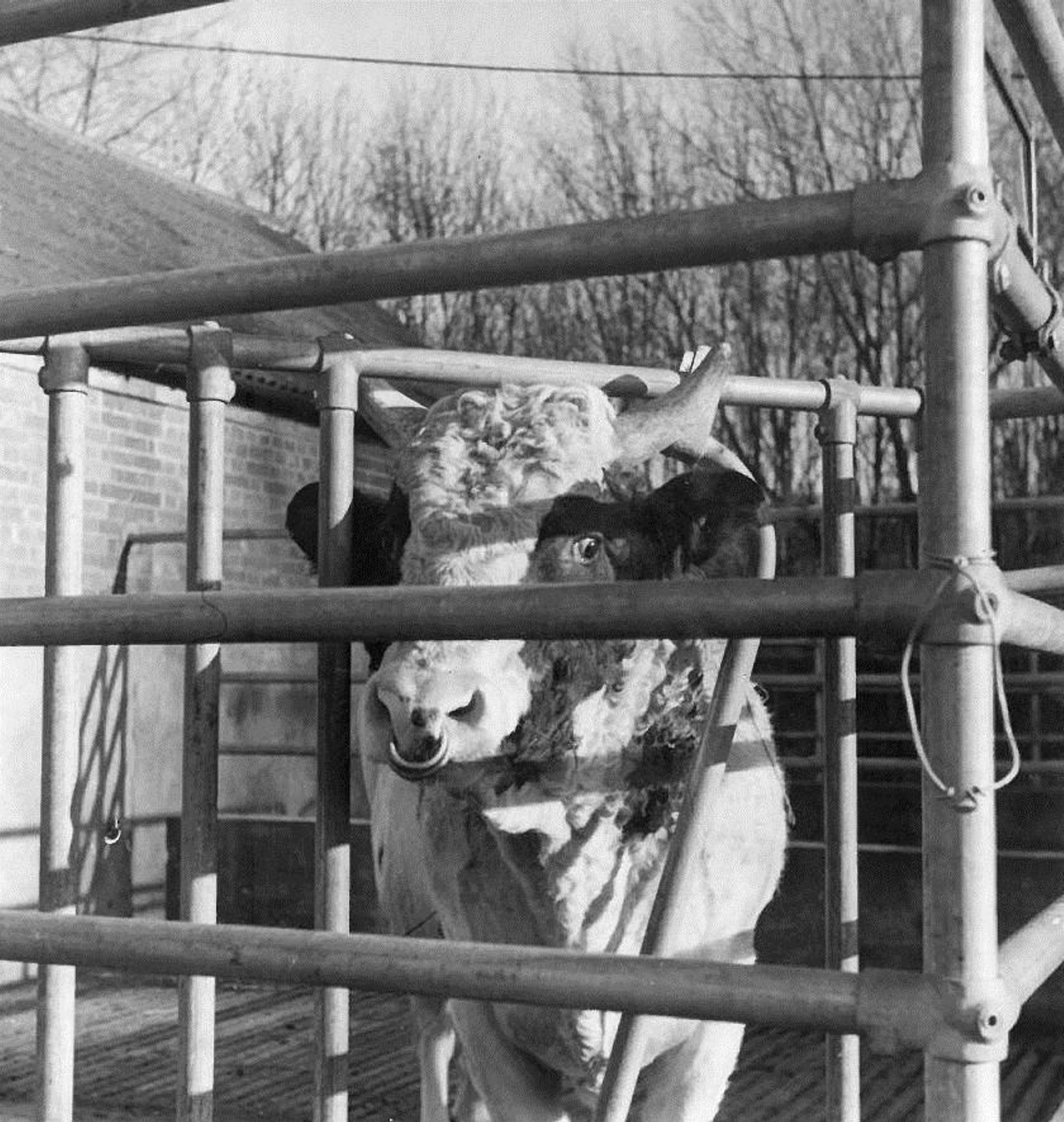 Die Erfolgsgeschichte der KEE KLAMP Rohrverbinder begann in der englischen Landwirtschaft.
