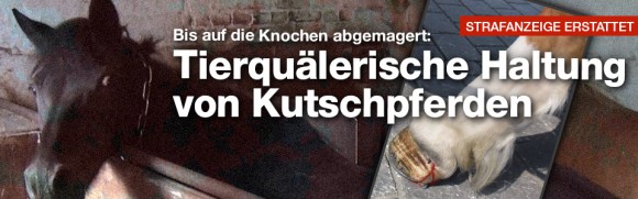 Deutsches Tierschutzbüro deckt tierquälerische Ständerhaltung von Kutschpferden in Be Deutsches Tierschutzbüro deckt tierquälerische Ständerhaltung von Kutschpferden in Be
