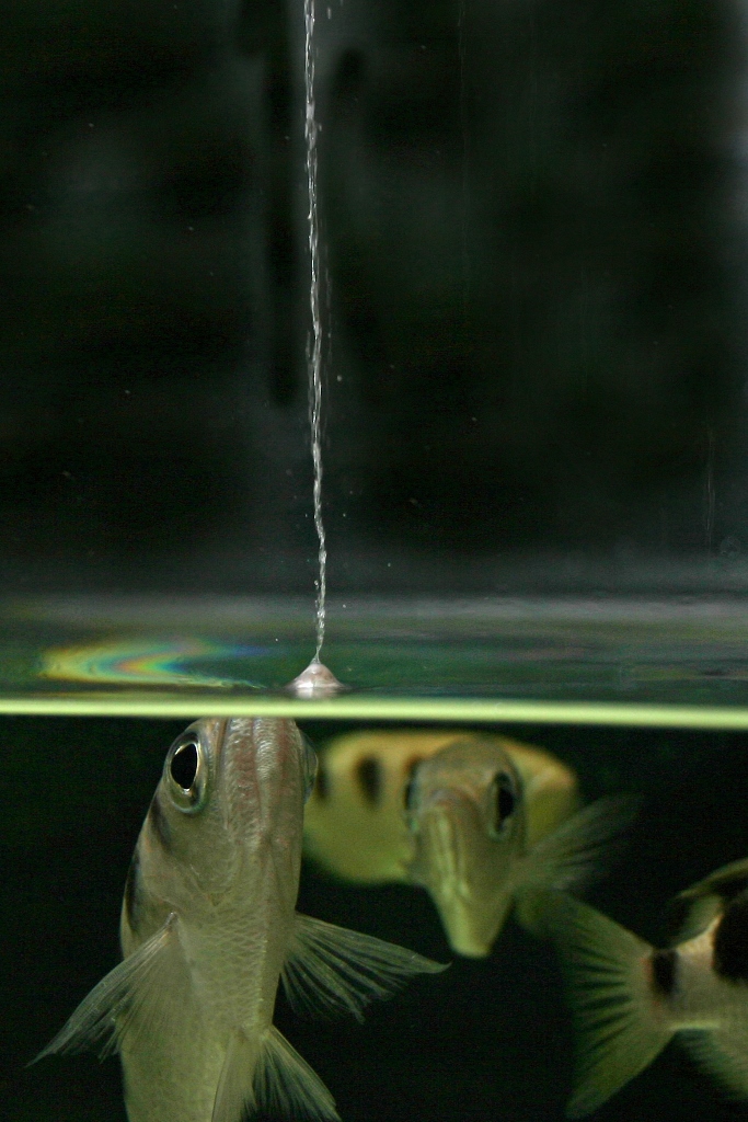 Schützenfisch im Versuchslabor am Lehrstuhl für Tierphysiologie der Uni Bayreuth. Copyright Uni Bayr