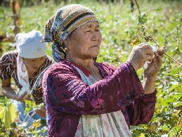Bio-Baumwollernte in Kirgistan (Foto: Klaus J.A. Mellenthin)