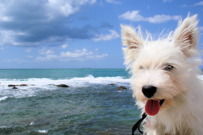 Der Herbst schreit nur so nach einem Urlaub mit Hund am Meer Der Herbst schreit nur so nach einem Urlaub mit Hund am Meer