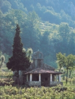 Weinberge Istrien Weinberge Istrien