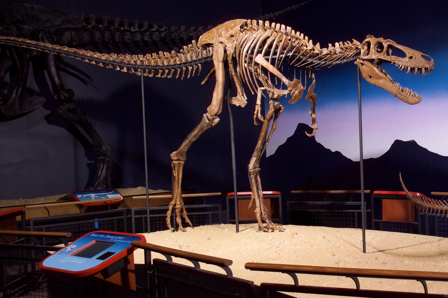 T-Rex Jane im Burpee Museum in Rockford