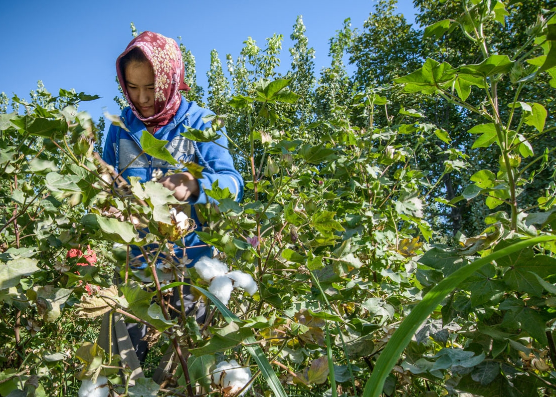 Artenvielfalt im biologischen Baumwollfeld in Kirgistan (Foto: Klaus J.A. Mellenthin)