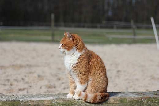 BDT fordert bundesweite Kastrationspflicht für Katzen