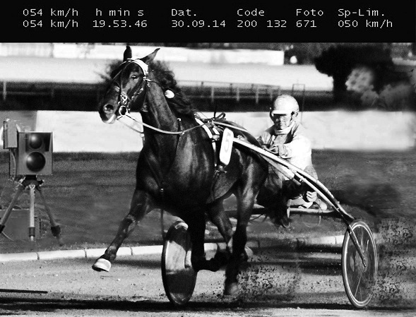 Der Wallach Fridericus ist aussichtsreichster Starter in Hamburg. Trainer Michael Nimczyk: 