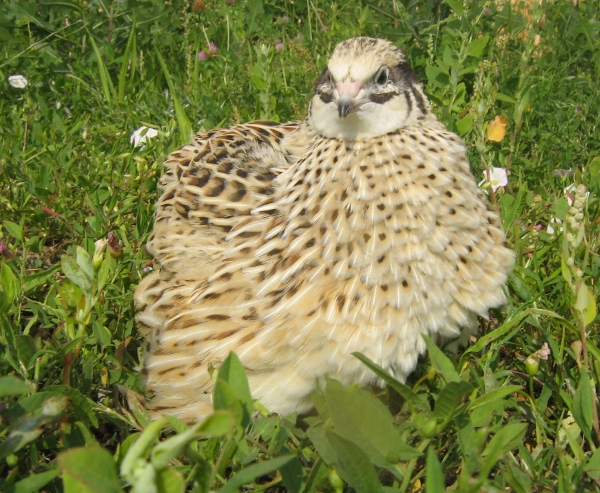 Legewachtel Henne