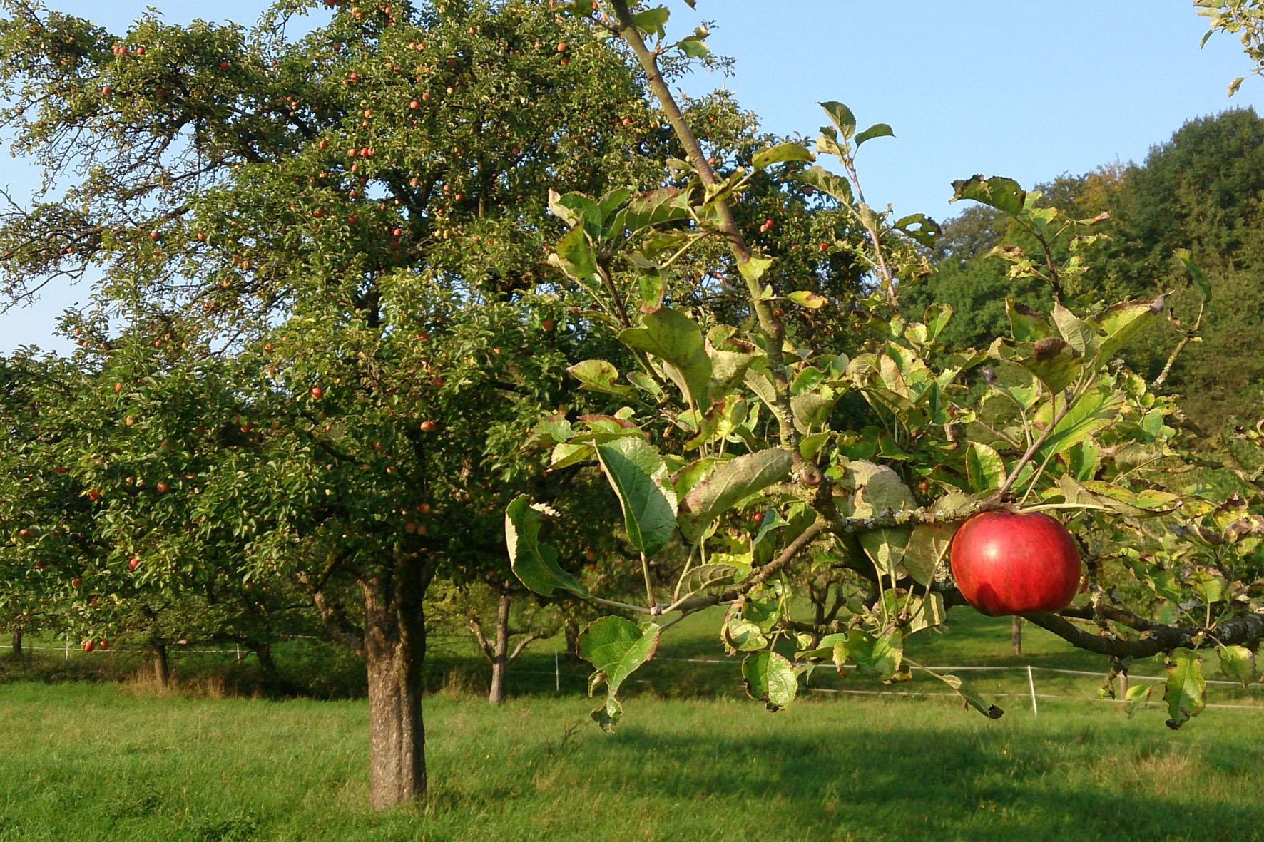 Viele feine Obstbrände sowie regionale Spezialitäten verdanken ihre Herkunft den Streuobst Viele feine Obstbrände sowie regionale Spezialitäten verdanken ihre Herkunft den Streuobst