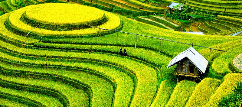 Reisterrassen in Sapa