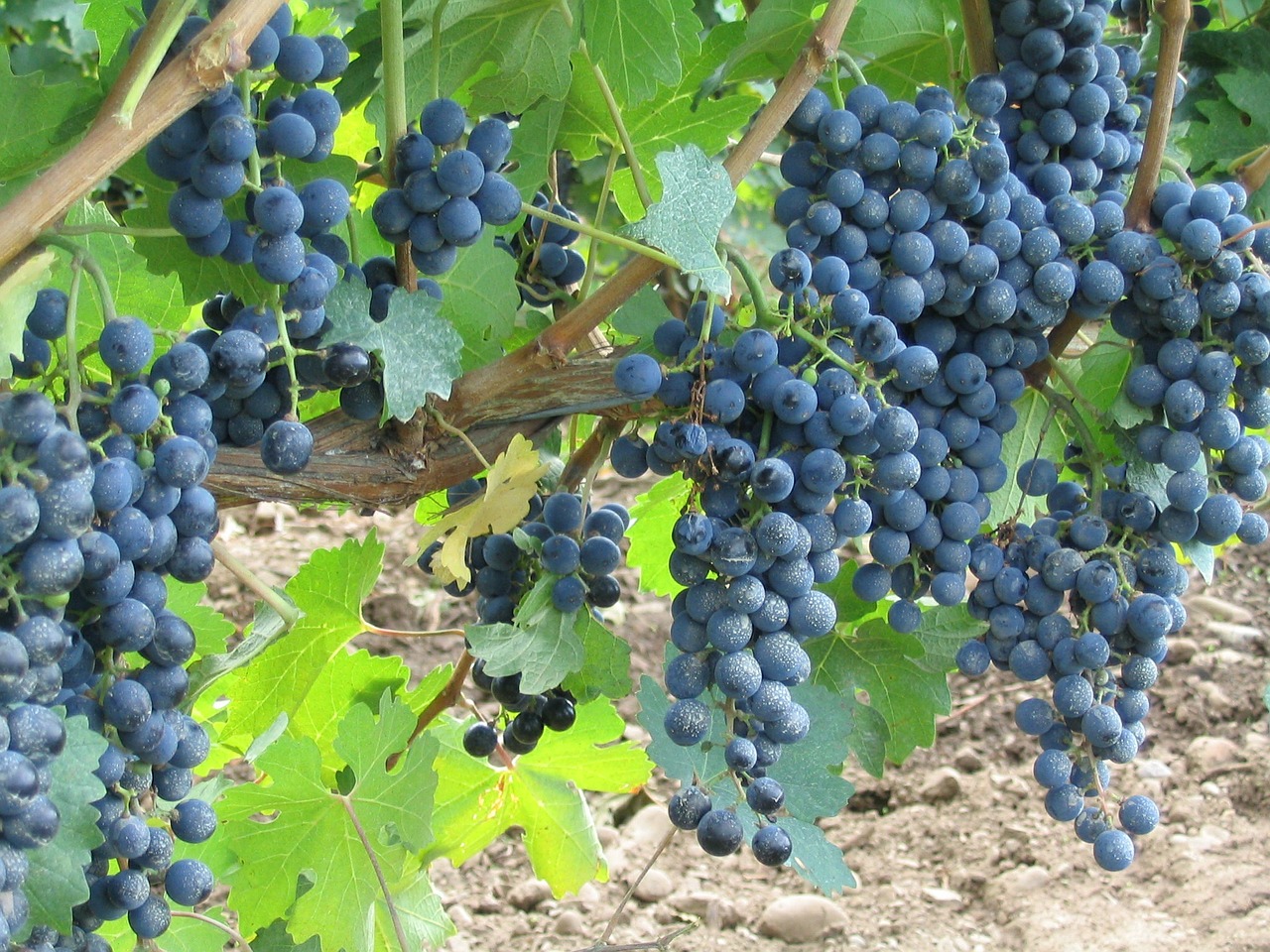 Weinberg