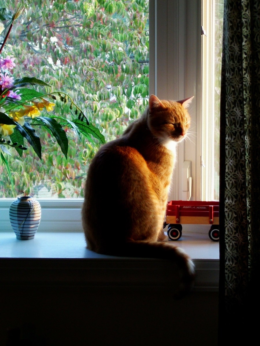 Katzen können sich selber schützen